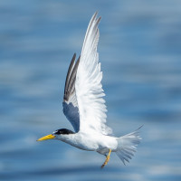 Yellow-billed Tern